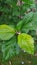 Aphids infested plant of hibiscus in the garden. Aphids are sucking pest which damages the 